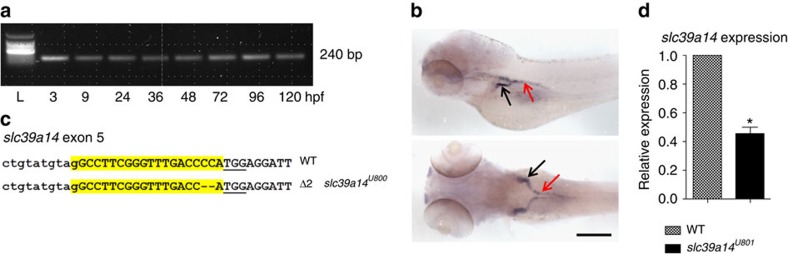 Figure 5