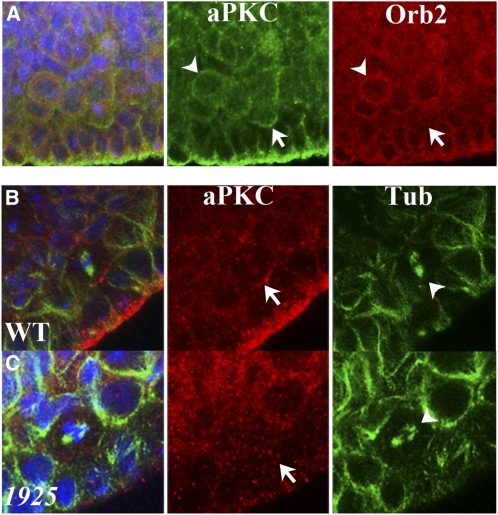 Figure 10