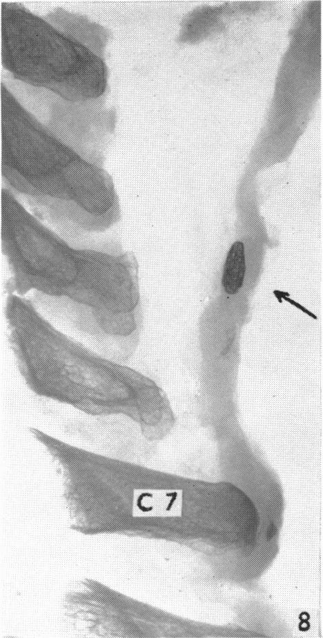 Fig. 8