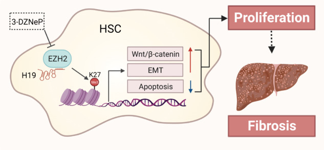LncRNA H19-EZH2 interaction promotes liver fibrosis via reprogramming ...