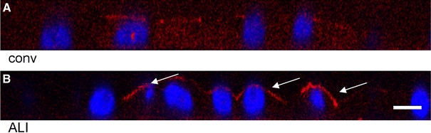 Fig. 9