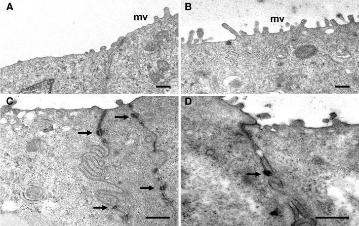 Fig. 4