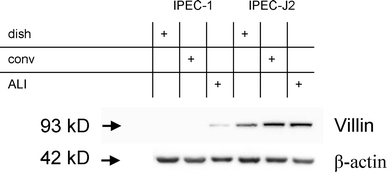 Fig. 8