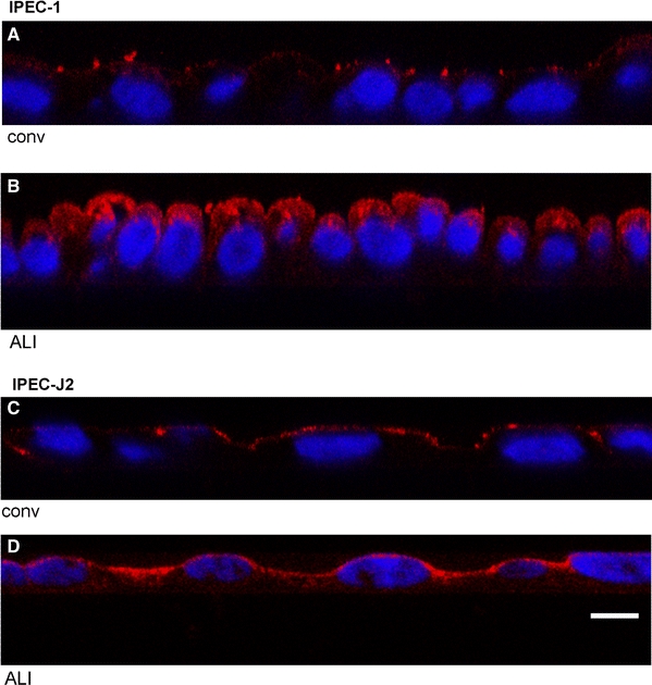 Fig. 10