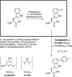 Scheme 10