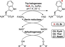 Scheme 3