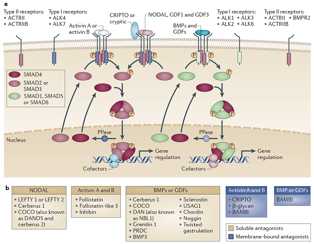 Figure 1 |