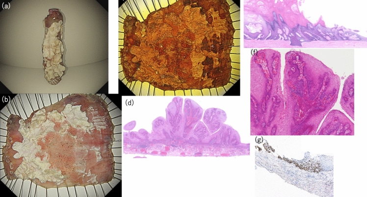 Fig. 4