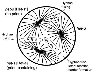 FIG. 12