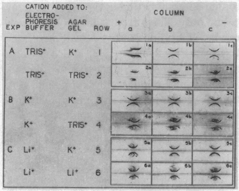 graphic file with name pnas00187-0147-a.jpg