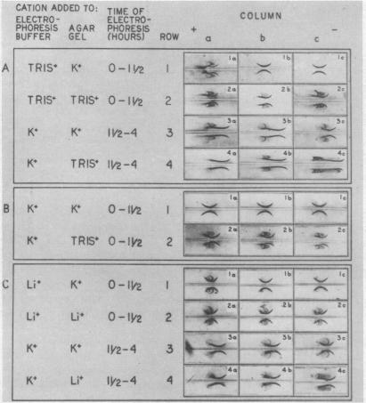 graphic file with name pnas00187-0150-a.jpg