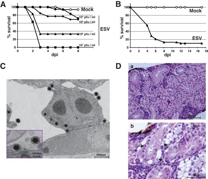 FIG 2