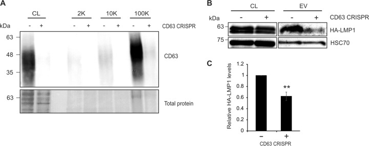 FIG 6