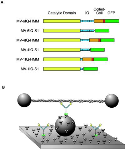 Fig 1.