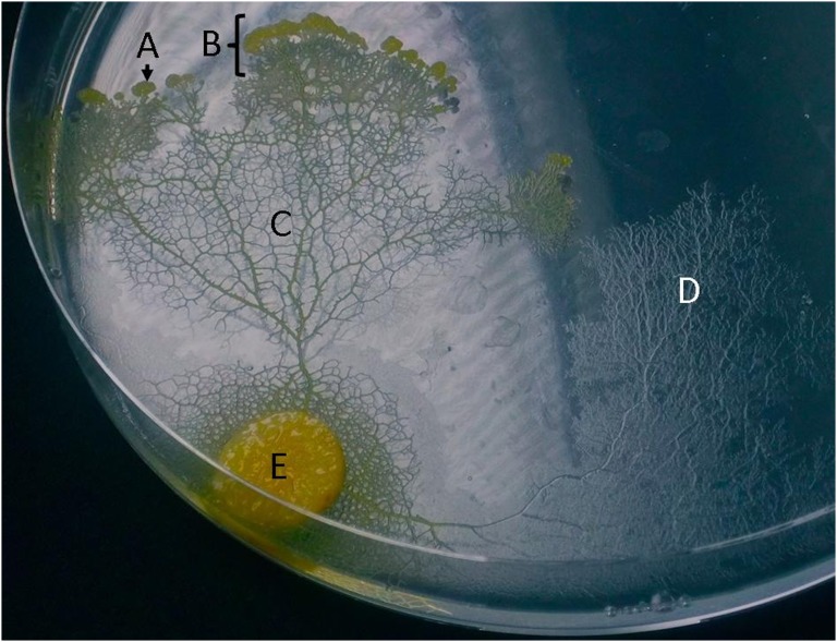 Fig. 1.