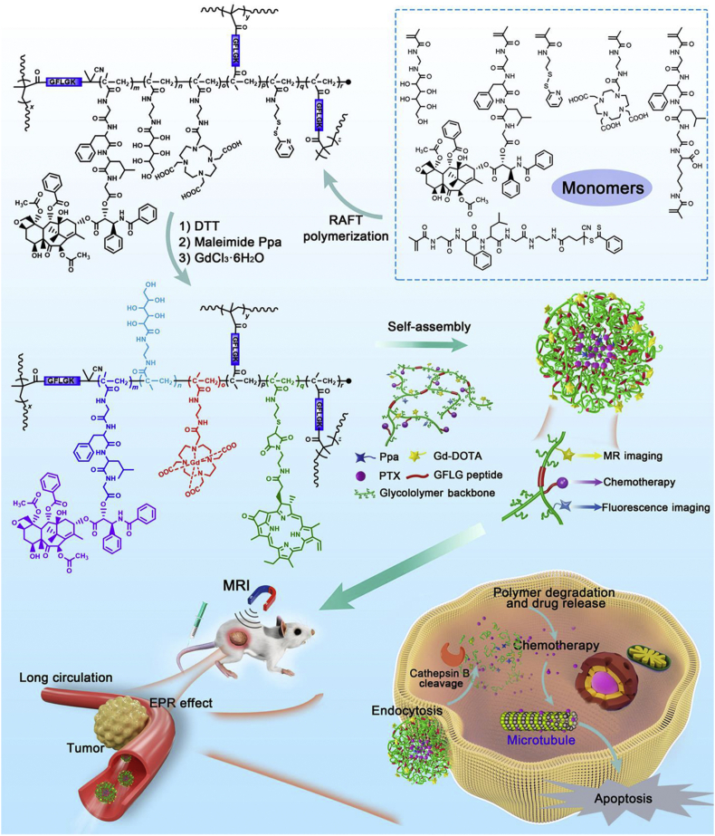 Cathepsin B-responsive And Gadolinium-labeled Branched Glycopolymer-ptx 