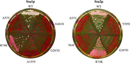 Figure 1.—