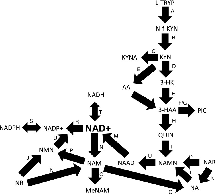 FIG. 2.