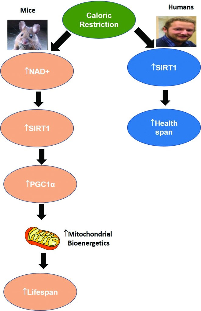 FIG. 11.