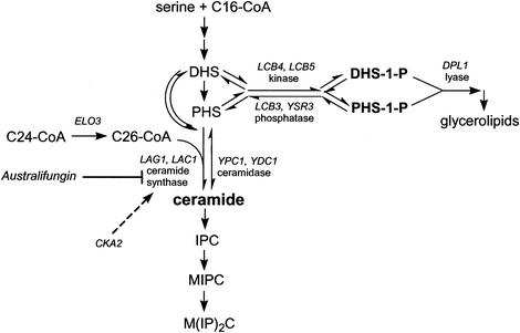 FIG. 1.