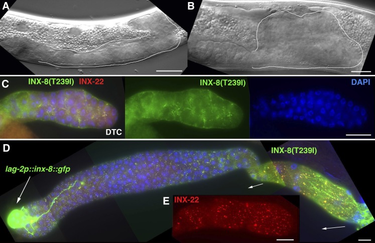 Figure 17