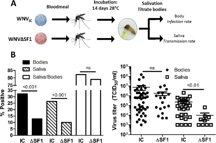 FIG 6