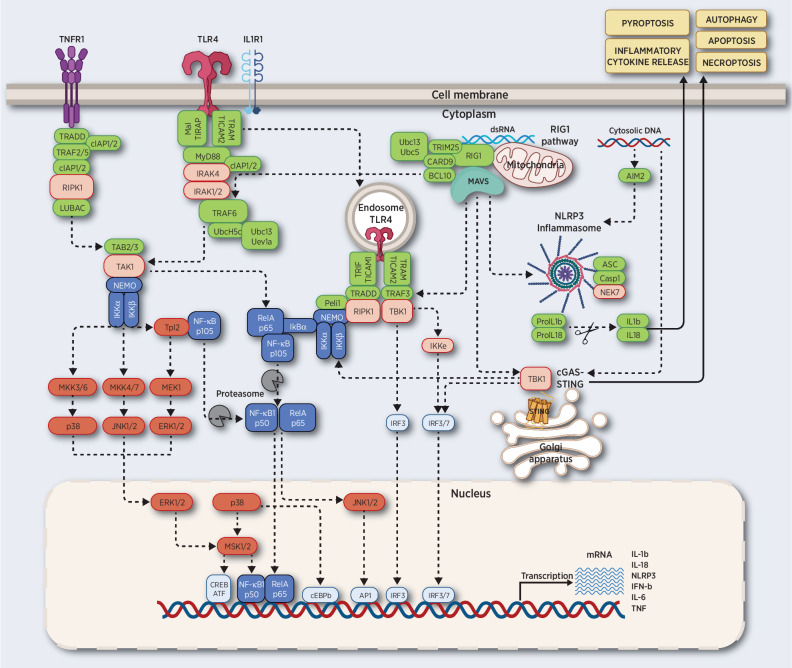 Figure 1. Innate immune signaling pathways. TNF binding to TNFR1 triggers the assembly of LUBAC complex, and the activation of TAK1 and subsequently IKK. TLR4 or IL1R1 triggers the interaction of the MyD88-IRAK complex which engages TRAF6. Activated TLR4 can also be endocytosed and signal via RIPK1. RIG1 binding to dsRNA promotes its association to MAVS complex which converges on TRAF6. MAVS also interacts with TRAF3, TBK1, and STING to activate IRF3 and IRF7. NLRP3 triggers secretion of IL1b and IL18.