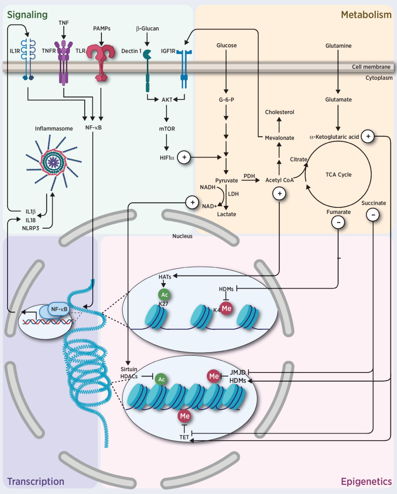 Figure 2. Trained immunity. Challenge of innate immune cells and HSPCs with training stimuli induces changes in cell signaling and metabolism. Specific TFs, such as NF-κB or AP-1, and epigenetic enzymes, induce chromatin and DNA modifications, and regulate gene transcription. Expression of these genes in turn feeds the machinery of innate immunity and promotes cytokine secretion.