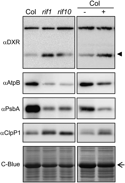 Figure 7.