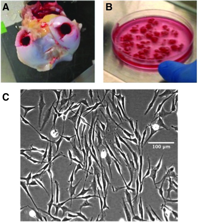 FIG. 2.