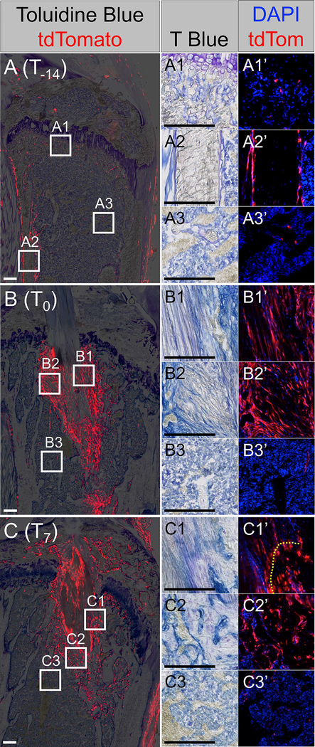 Fig. 6: