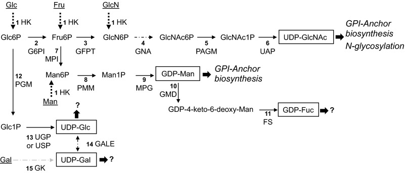 FIGURE 1.