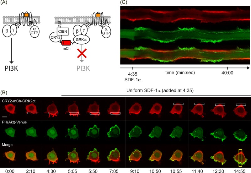 FIGURE 4