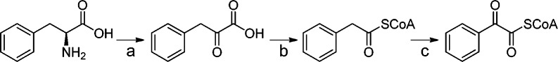 Scheme 3