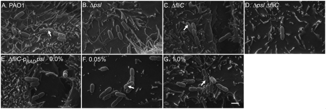 FIG 2 