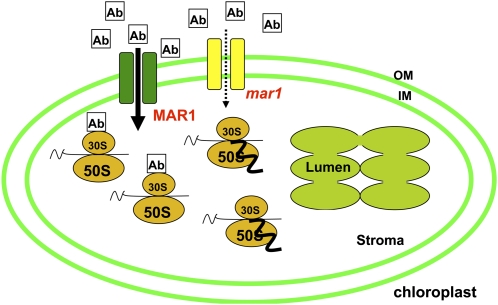 Figure 10.