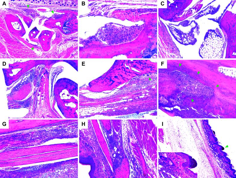 Fig 2.