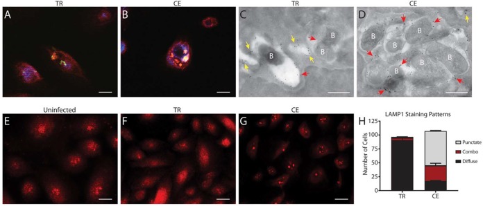 FIG 4