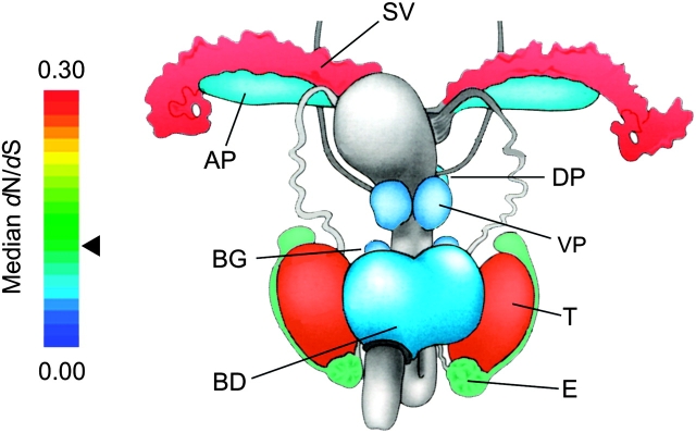 FIG. 3.—