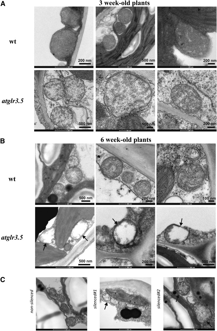 Figure 4.