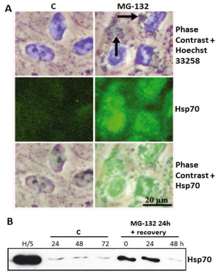 Figure 17