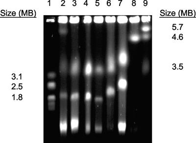 FIG. 2.