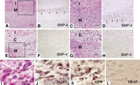 Fig. 2A–L