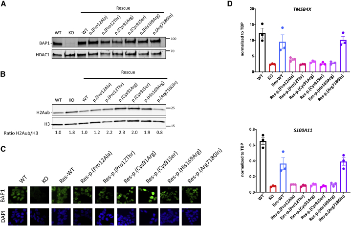 Figure 2