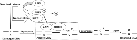 Figure 7.