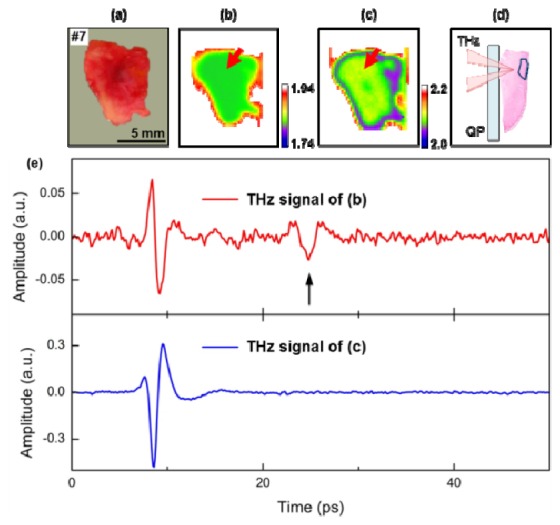 Fig. 7