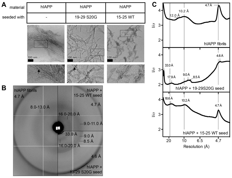 Figure 6—figure supplement 1.