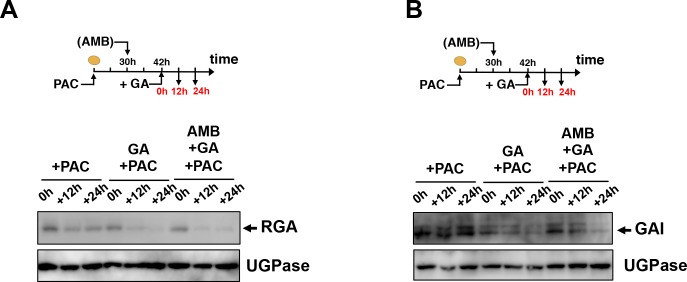 Figure 6—figure supplement 1.