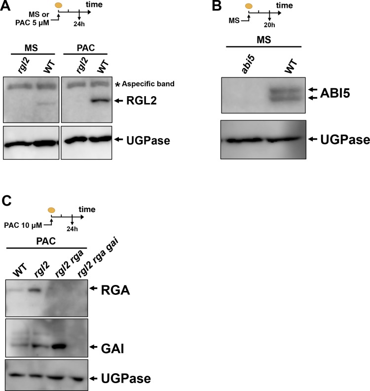 Figure 2—figure supplement 2.