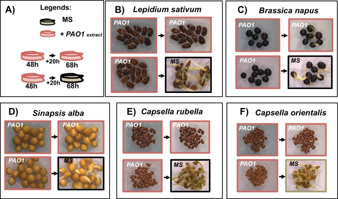 Figure 7—figure supplement 2.